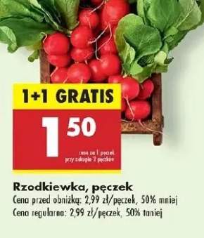 rzodkiewka