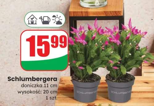 szlumbergera