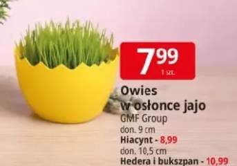 Owies w osłonce jajo GMF Group