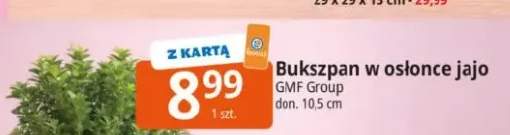 Bukszpan w osłonce jajo GMF Group