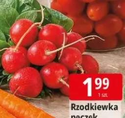 Rzodkiewka pęczek