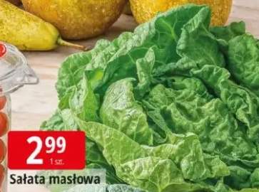 Sałata masłowa