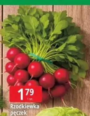 Rzodkiewka pęczek