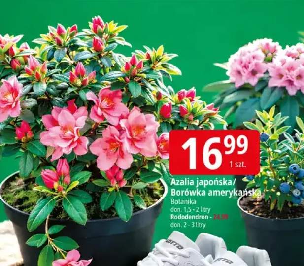 Azalia japońska/Borówka amerykańska