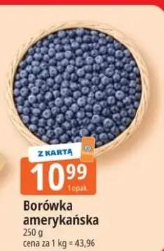 Borówka amerykańska