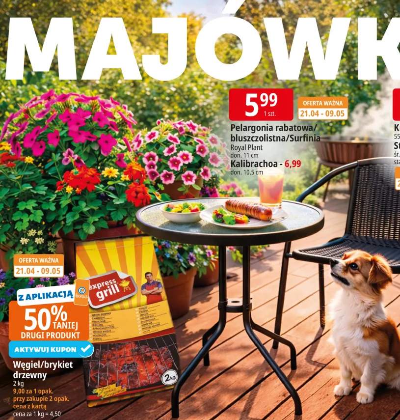 Pelargonia rabatowa/bluszczolistna/Surfinia Royal Plant