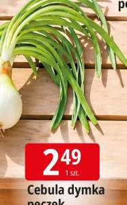 Cebula dymka pęczek