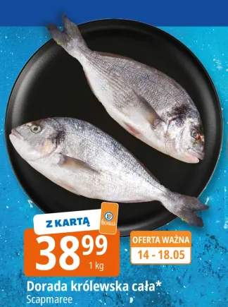 Dorada królewska cała Scapmaree