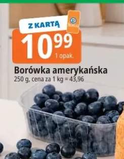 Borówka amerykańska