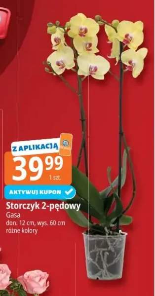 Storczyk 2-pędowy Gasa don. 12cm wys. 60cm