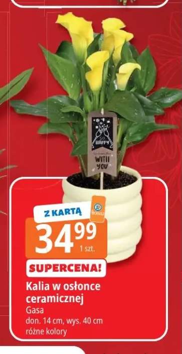 Kalia w osłonce ceramicznej Gasa don. 14cm wys. 40cm