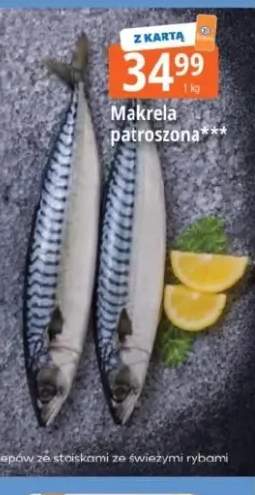 Makrela patroszona