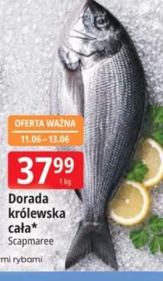 Dorada królewska cała Scapmaree