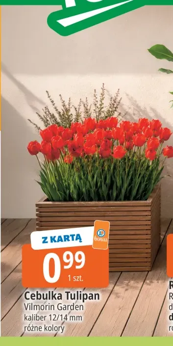 Cebulka Tulipan Vilmorin Garden
