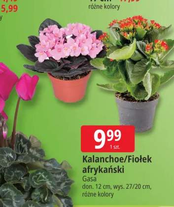 Kalanchoe Gasa +1 wariant