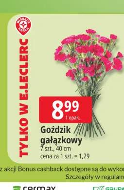 Goździk gałązkowy