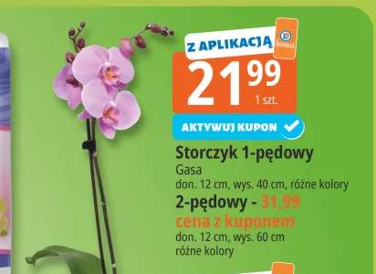 Storczyk 1-pędowy Gasa +1 wariant