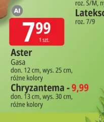 Aster Gasa +1 wariant