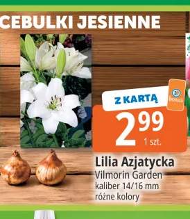 Lilia azjatycka Vilmorin Garden kaliber 14/16 mm