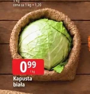 Kapusta biała