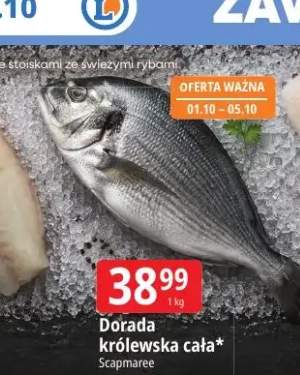 Dorada królewska cała Scapmaree