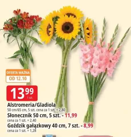 Gladiola 65 cm 5-pak +3 warianty