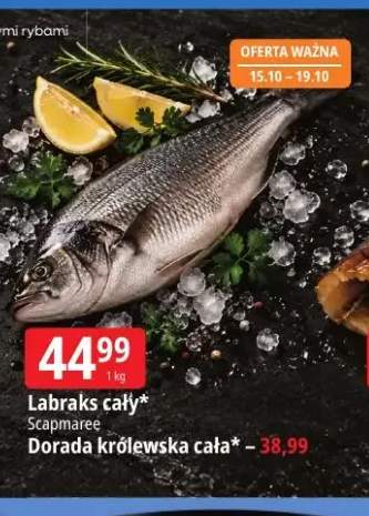 Dorada królewska cała Scapmaree +1 wariant