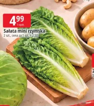Sałata mini rzymska