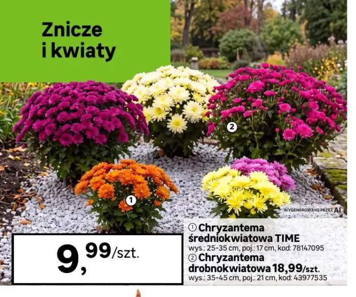 chryzantema
